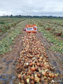 安達(dá)種業(yè)各品種洋蔥長勢喜人 2