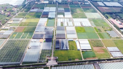 云南:扛牢使命擔當 壯大滇系種業