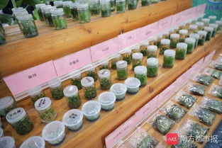 很土又很潮 首屆廣州農業 南沙 嘉年華,現代種業科技成就喜人