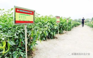 最后20天 搶占 新疆種業(yè)市場,錯(cuò)過再等一年