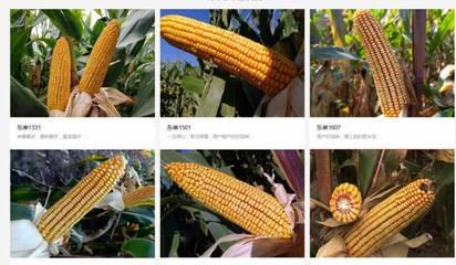 遼寧東亞種業(yè)跟本公司簽訂搜索引擎優(yōu)化項(xiàng)目