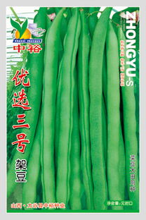 供應優選三號 菜豆種子,山西省太谷縣中裕種業公司&ndash;