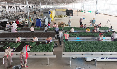 昆明市宜良縣現代種業項目進入試投產階段