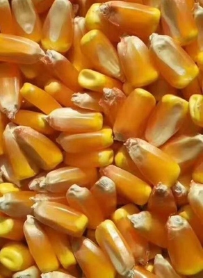 美品6881頁 種業創新與現代農業的未來